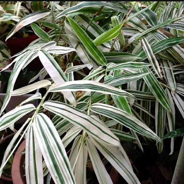 Buy Variegated Hiroshima Bamboo - Plant from Nursery Nisarga