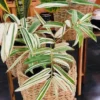 Buy Variegated Hiroshima Bamboo - Plant from Nursery Nisarga