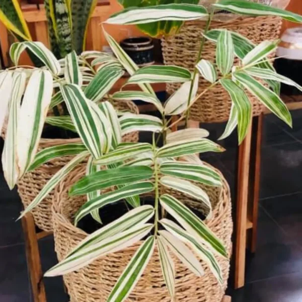 Buy Variegated Hiroshima Bamboo - Plant from Nursery Nisarga