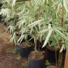 Buy Variegated Hiroshima Bamboo - Plant from Nursery Nisarga