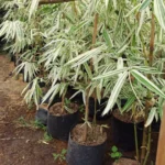 Buy Variegated Hiroshima Bamboo - Plant from Nursery Nisarga