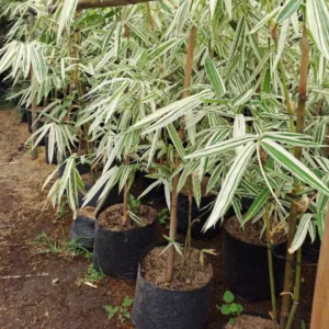 Buy Variegated Hiroshima Bamboo - Plant from Nursery Nisarga