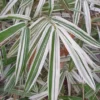 Buy Variegated Hiroshima Bamboo - Plant from Nursery Nisarga