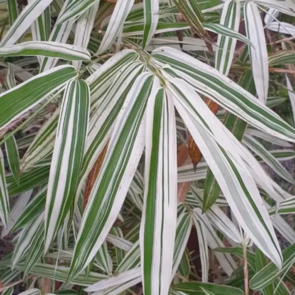 Buy Variegated Hiroshima Bamboo - Plant from Nursery Nisarga