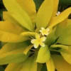 Buy Plumeria golden Champa ,Plumeria Rubra Yellow - Plant from Nursery Nisarga