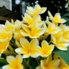 Buy Plumeria golden Champa ,Plumeria Rubra Yellow - Plant from Nursery Nisarga