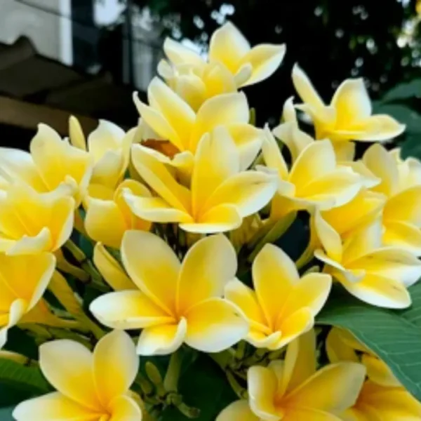 Buy Plumeria golden Champa ,Plumeria Rubra Yellow - Plant from Nursery Nisarga