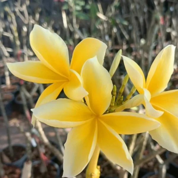 Buy Plumeria golden Champa ,Plumeria Rubra Yellow - Plant from Nursery Nisarga