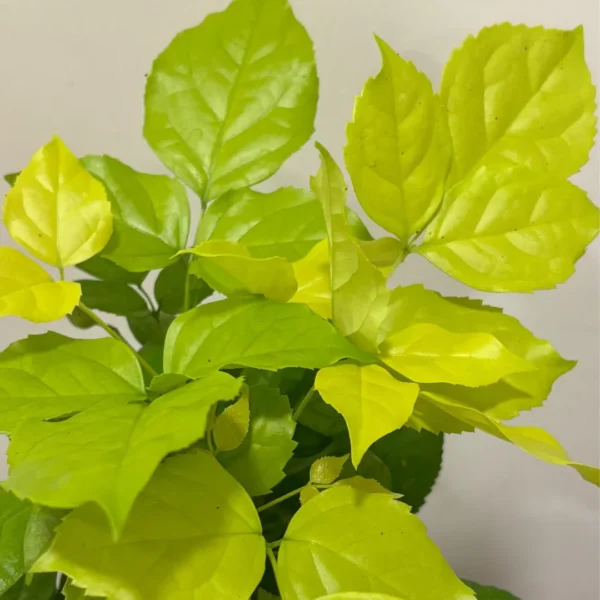 Buy China Doll Golden, Radermachera Sinica - Plant from Nursery Nisarga
