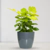 Buy China Doll Golden, Radermachera Sinica - Plant from Nursery Nisarga