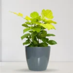 Buy China Doll Golden, Radermachera Sinica - Plant from Nursery Nisarga