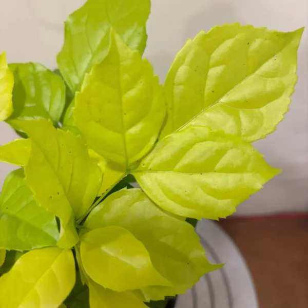 Buy China Doll Golden, Radermachera Sinica - Plant from Nursery Nisarga