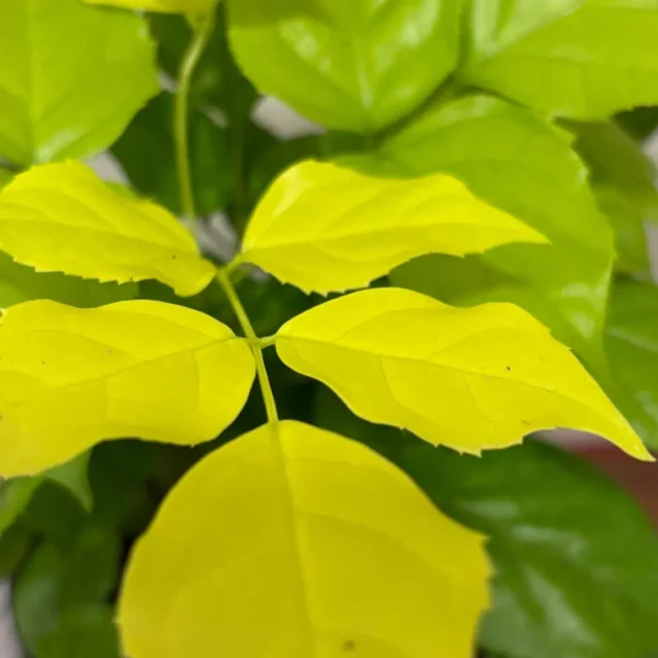 Buy China Doll Golden, Radermachera Sinica - Plant from Nursery Nisarga
