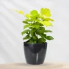 Buy China Doll Golden, Radermachera Sinica - Plant from Nursery Nisarga
