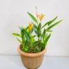 Buy Heliconia psittacorum ,American Dwarf - Plant from Nursery Nisarga
