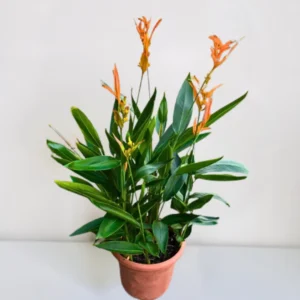 Buy Heliconia psittacorum ,American Dwarf - Plant from Nursery Nisarga