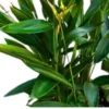 Buy Heliconia psittacorum ,American Dwarf - Plant from Nursery Nisarga