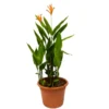 Buy Heliconia psittacorum ,American Dwarf - Plant from Nursery Nisarga