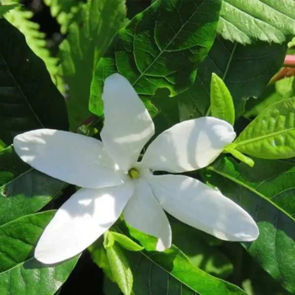 Buy Hing, Asafoetida, Ferula Assafoetida - Plant from Nursery Nisarga