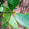 Buy Hing, Asafoetida, Ferula Assafoetida - Plant from Nursery Nisarga