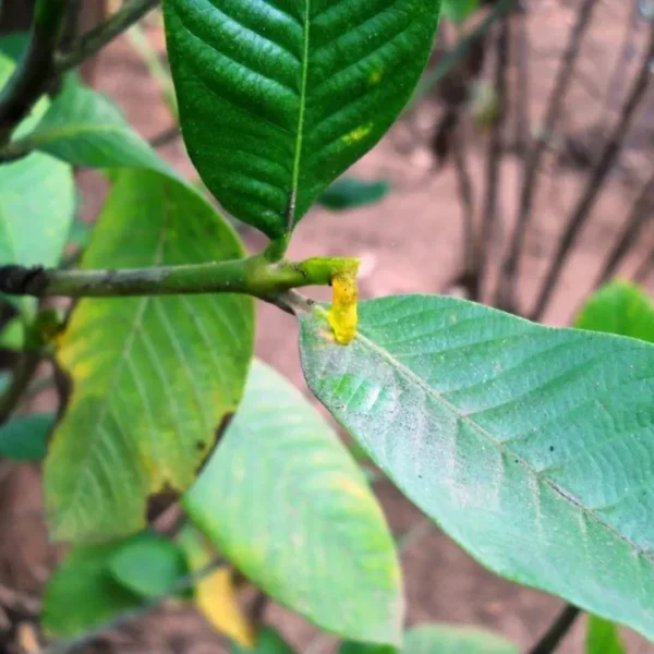 Buy Hing, Asafoetida, Ferula Assafoetida - Plant from Nursery Nisarga