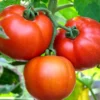 Buy Indian Vegetable Seeds Combo "Pack of 5" from Nursery NIsarga