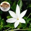 Buy Hing, Asafoetida, Ferula Assafoetida - Plant from Nursery Nisarga