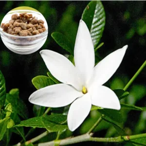 Buy Hing, Asafoetida, Ferula Assafoetida - Plant from Nursery Nisarga