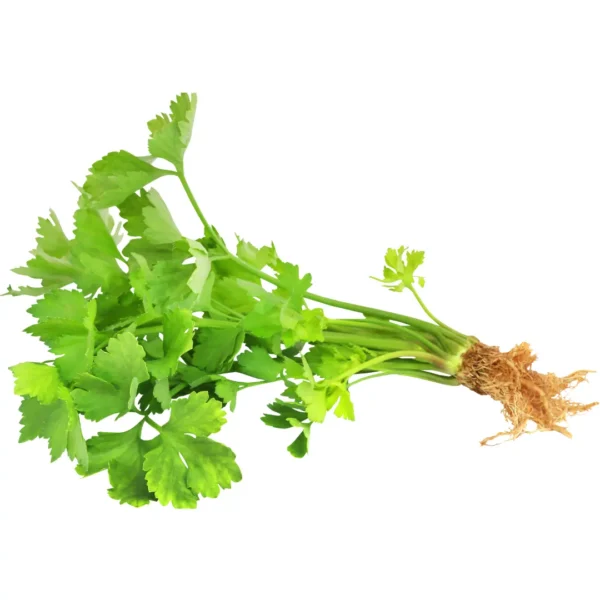 Buy Indian Vegetable Seeds Combo "Pack of 5" from Nursery NIsarga