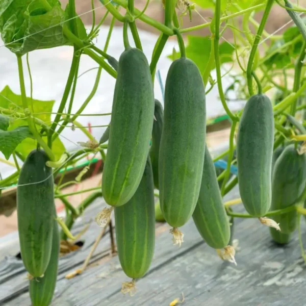 Buy Creeper Vegetable Seeds Combo "Pack of 8" from Nursery Nisarga