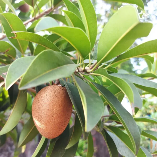 Buy Mamey sapote, Pouteria sapota, Mexican Chiku from Nursery Nisarga