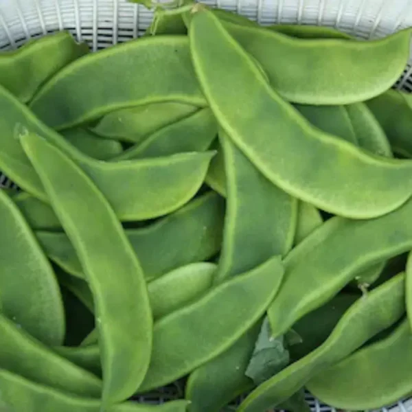 Buy Creeper Vegetable Seeds Combo "Pack of 8" from Nursery Nisarga