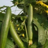 Buy Creeper Vegetable Seeds Combo "Pack of 8" from Nursery Nisarga
