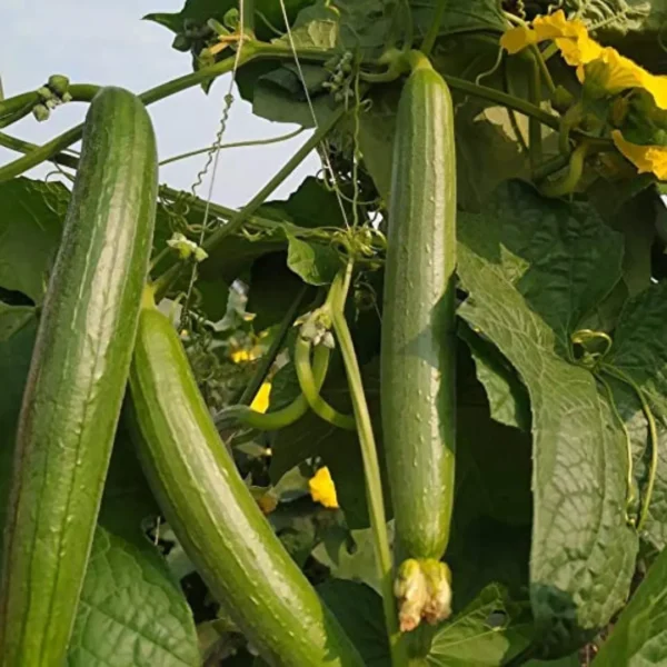 Buy Creeper Vegetable Seeds Combo "Pack of 8" from Nursery Nisarga