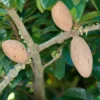 Buy Mamey sapote, Pouteria sapota, Mexican Chiku from Nursery Nisarga