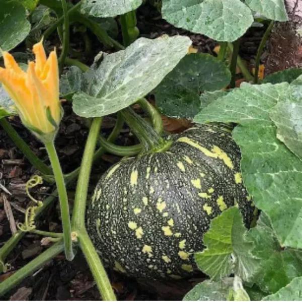 Buy Creeper Vegetable Seeds Combo "Pack of 8" from Nursery Nisarga