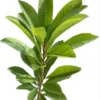 Buy Mamey sapote, Pouteria sapota, Mexican Chiku from Nursery Nisarga