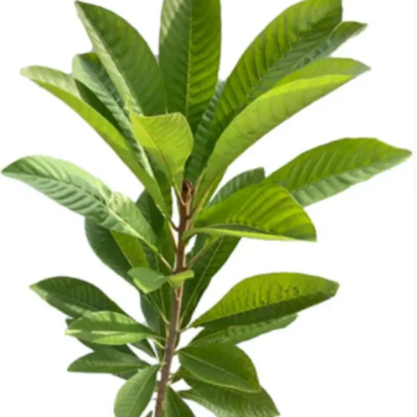 Buy Mamey sapote, Pouteria sapota, Mexican Chiku from Nursery Nisarga