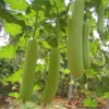 Buy Creeper Vegetable Seeds Combo "Pack of 8" from Nursery Nisarga