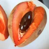 Buy Mamey sapote, Pouteria sapota, Mexican Chiku from Nursery Nisarga