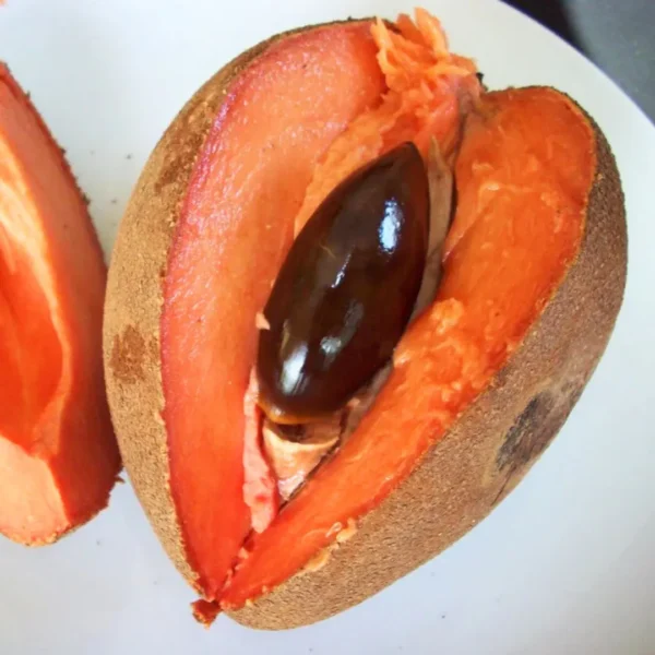 Buy Mamey sapote, Pouteria sapota, Mexican Chiku from Nursery Nisarga