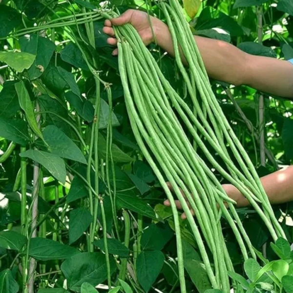 Buy Creeper Vegetable Seeds Combo "Pack of 8" from Nursery Nisarga