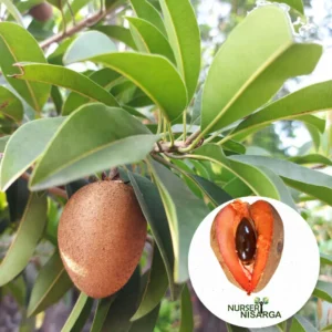 Buy Mamey sapote, Pouteria sapota, Mexican Chiku from Nursery Nisarga