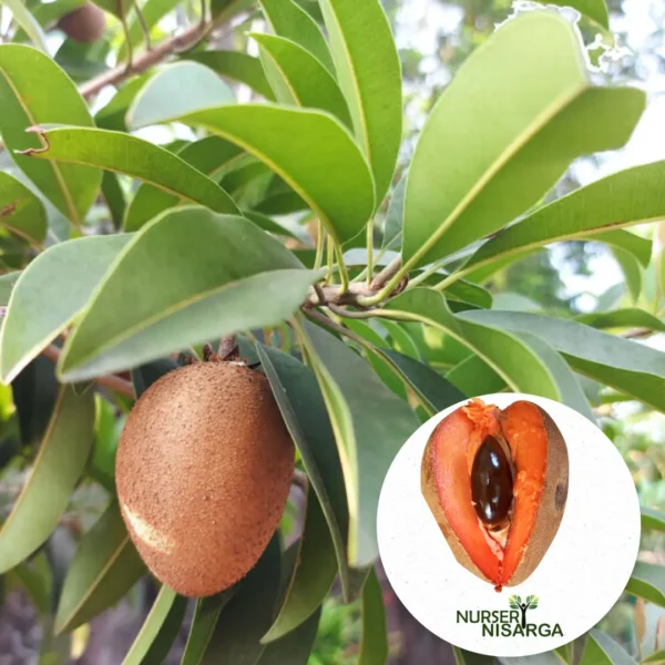 Buy Mamey sapote, Pouteria sapota, Mexican Chiku from Nursery Nisarga