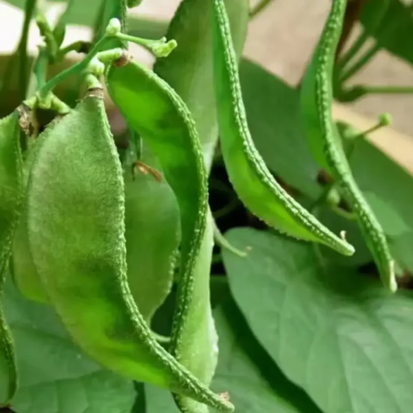 Buy Creeper Vegetable Seeds Combo "Pack of 8" from Nursery Nisarga