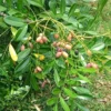 Buy Laxmitaru plant ,Simarouba Glauca, Paradise Tree from Nursery Nisarga