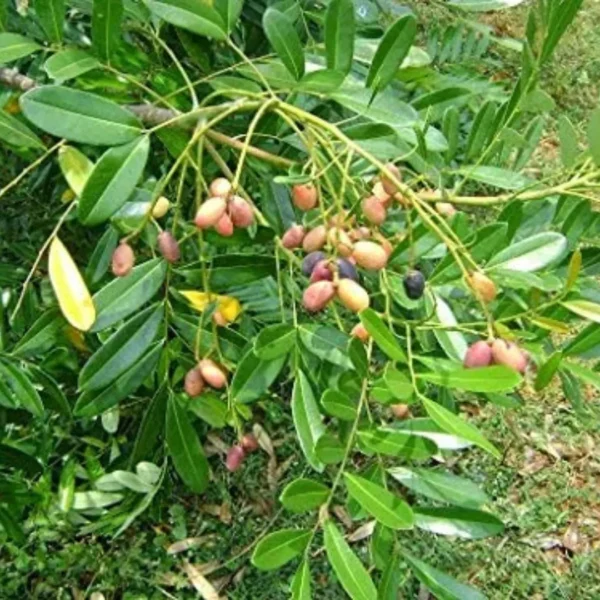 Buy Laxmitaru plant ,Simarouba Glauca, Paradise Tree from Nursery Nisarga