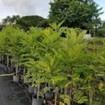 Buy Laxmitaru plant ,Simarouba Glauca, Paradise Tree from Nursery Nisarga