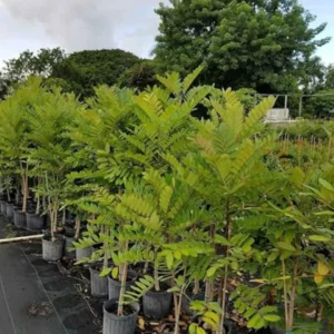 Buy Laxmitaru plant ,Simarouba Glauca, Paradise Tree from Nursery Nisarga