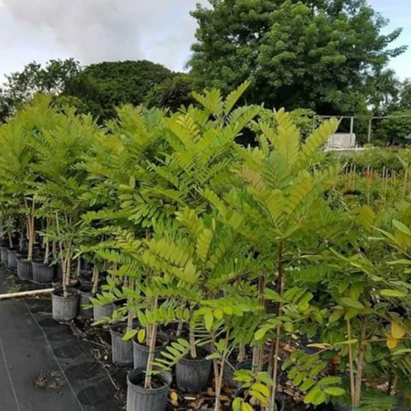 Buy Laxmitaru plant ,Simarouba Glauca, Paradise Tree from Nursery Nisarga